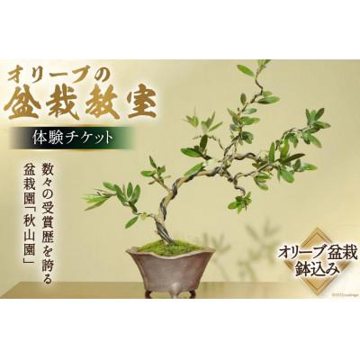 ふるさと納税 韮崎市 オリーブの盆栽教室 体験チケット 　完成した盆栽はお持ち帰り頂けます　【山梨県韮崎市秋山盆栽園】