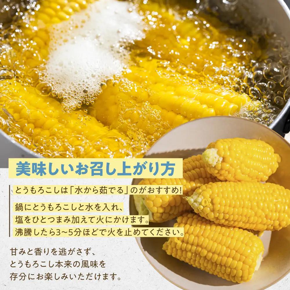 ＜先行予約＞ 朝採り とうもろこし 訳ありも選べる 10本～11本 (3.5kg以上) 訳あり とうもろこし 冷蔵 糖度 フルーツ くらい 甘い 田原市 トウモロコシ コーン おやつ スイーツ コーン