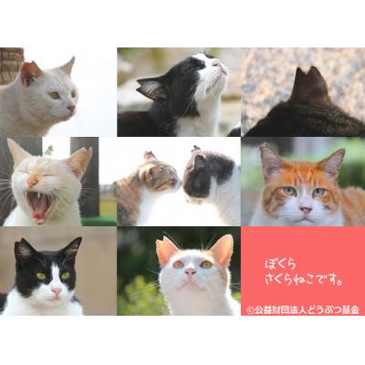 ふるさと納税 静岡市 さくらねこ支援　静岡市産本山茶(ほんやまちゃ)100g×3本　　合計300g |  | 03