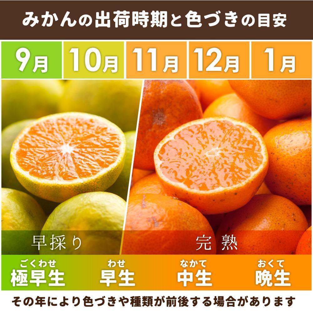 ［先行予約］家庭用 小さな有田みかん5kg+250g（傷み補償分）［2026年10月初旬から2027年1月末日頃順次発送予定］［IKE245］BB90164_イメージ2