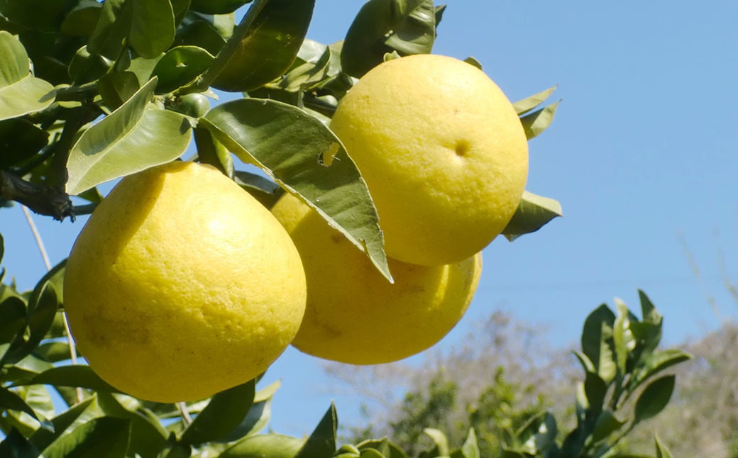 特別栽培パール柑（天草文旦）7kg サイズミックス 