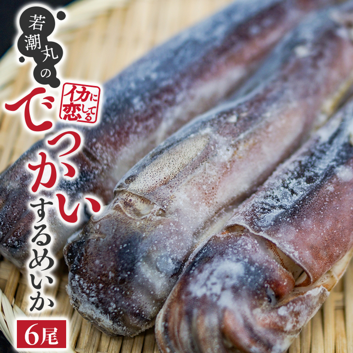 SB0449　若潮丸のでっかいするめいか　6尾