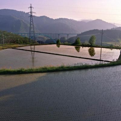 ふるさと納税 鶴岡市 令和7年鶴岡産 あきたこまち 白米 5kg【山形棚田20選のお米】 |  | 01