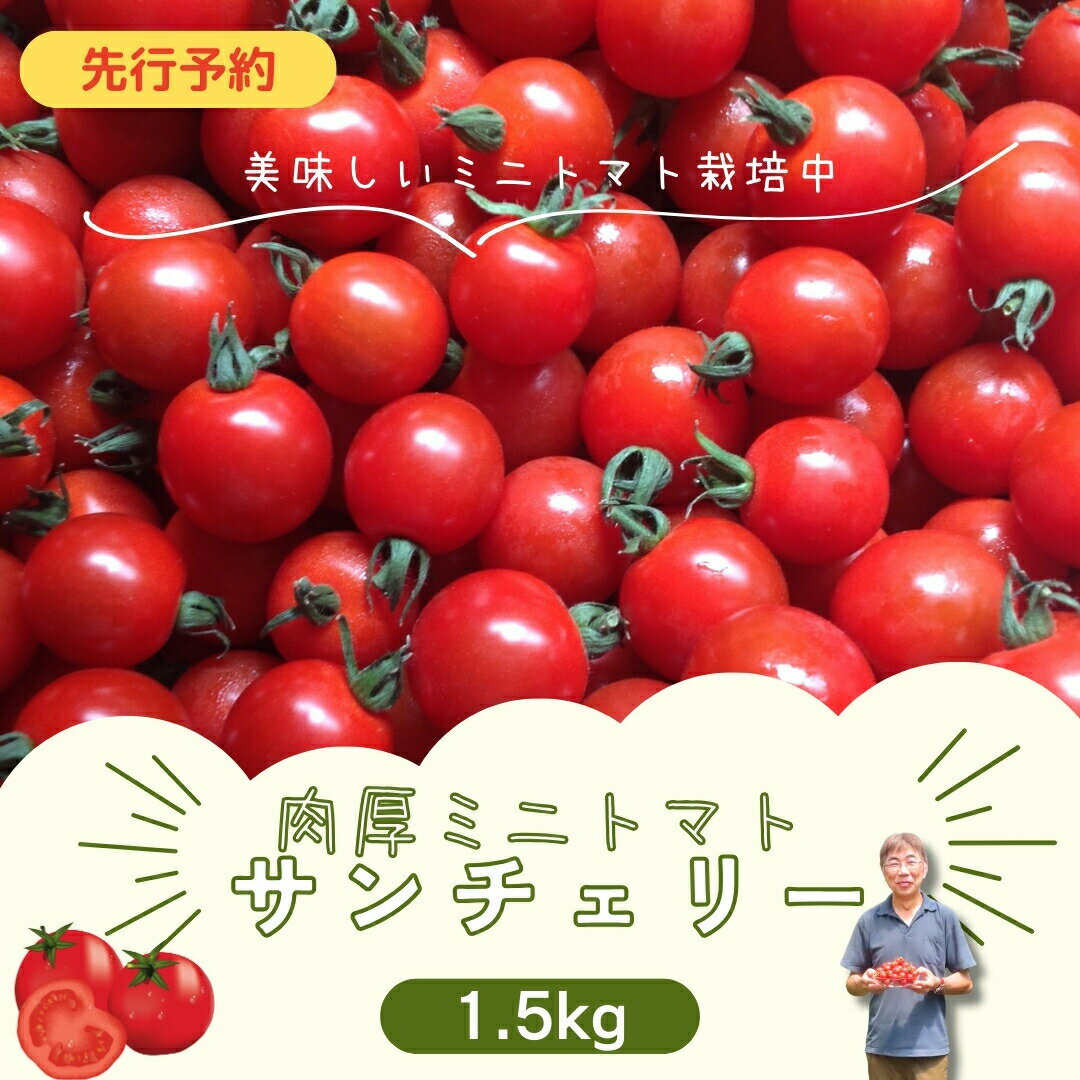 【ふるさと納税】 先行予約 ミニトマト サンチェリー 選べる内容量 1.5kg 3kg トマト tomato とまと プチトマト 夏野菜 新鮮 野菜 農家直送 おすすめ おいしい 贈答 1万円 10000円 福島県 田村市 田村 よしのや農園
