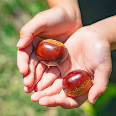 【能勢特産】濃厚&リッチな栗の味わいの和栗でつくる 栗ジャム・栗バター 各2個セット | べじたぶるぱーく株式会社
