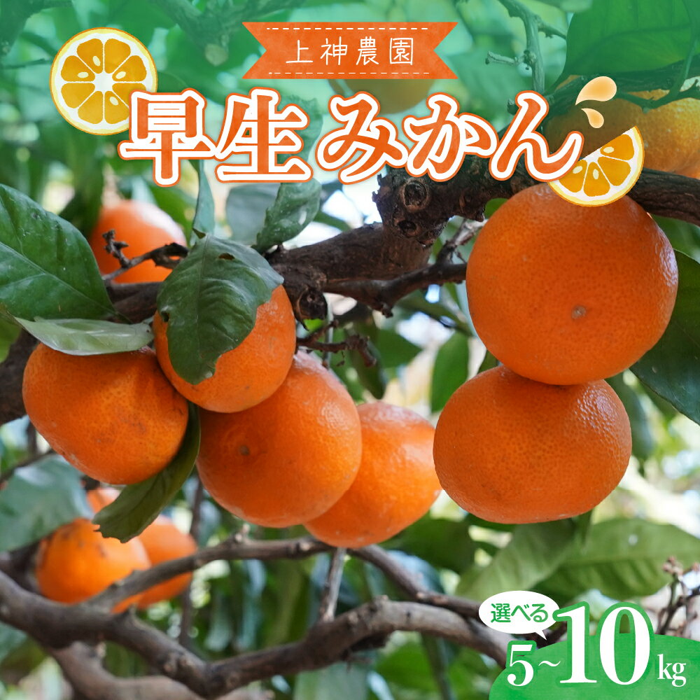 【ふるさと納税】上神農園の 早生みかん 選べる内容量 約5kg / 約10kg【2025年11月中旬～発送】ミカン 蜜柑 フルーツ 果物 柑橘 お取り寄せ 国産 国内産 早生 わせ 果肉 果実 果汁 ジューシー 甘味 酸味 甘い 爽やか ジュース 瀬戸内海 広島県 呉市
