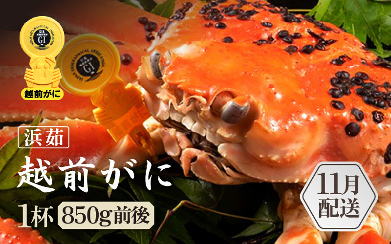 
            ≪浜茹で≫越前がに 1杯（生で1杯850g前後）大人約2人前 食べ応え充分【雄 ズワイガニ かに カニ 蟹 越前ガニ 姿 ボイル 冷蔵 福井県】【11月発送分】希望日指定可 備考欄に希望日をご記入ください [e65-x004_11]
          
