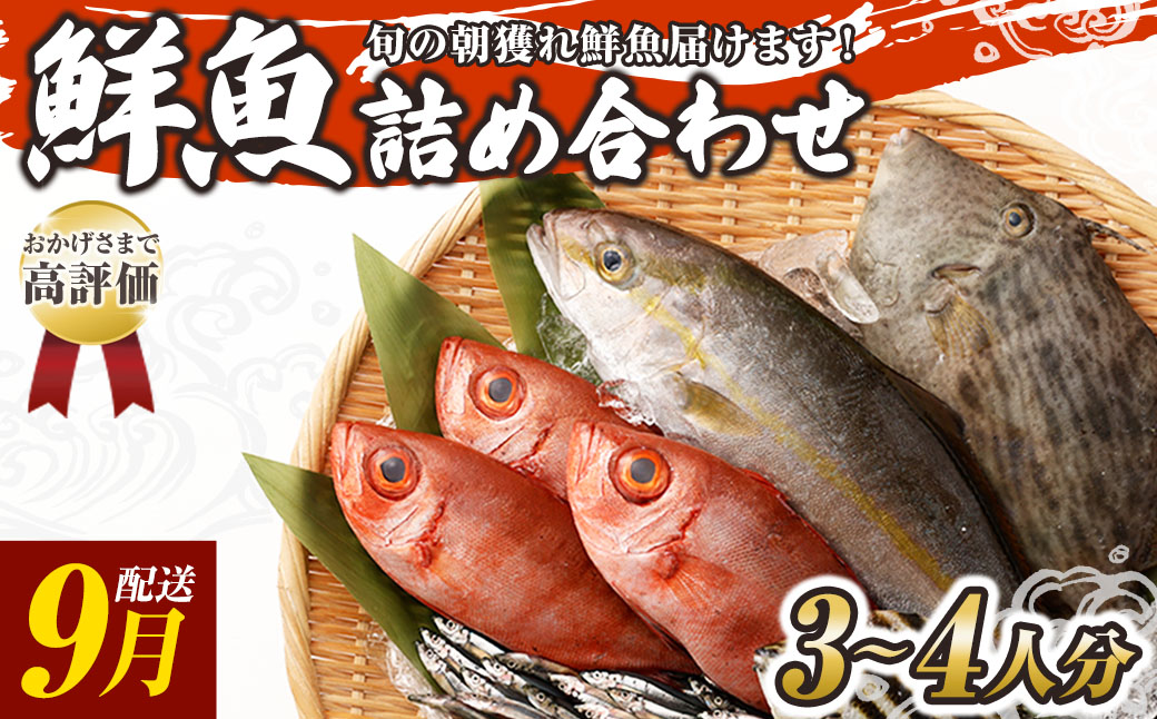旬の朝獲れ鮮魚詰め合わせ 9月配送※着日指定不可【以布利定置網　漁師直送】朝獲れ 旬 鮮魚 魚介 海鮮 魚 さかな せんぎょ 鮮魚セット 詰め合わせ おまかせ お任せ【S00818-9】
