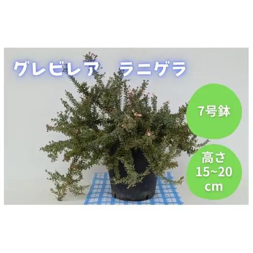 グレビレア　ラニゲラ ／ グレビレア ラニゲラ 植物 観葉植物 鉢植え
