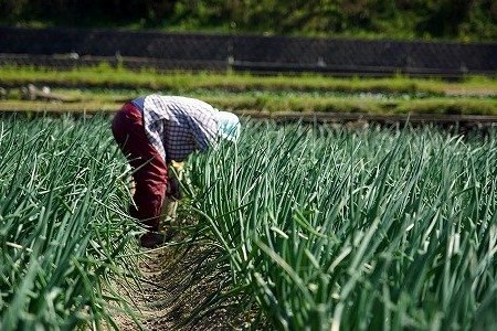 ＼うまい玉ねぎできたでー／ ケンちゃんファームの特別栽培・玉ねぎ3キロ ～ひょうご安心ブランド認証取得～　◆配送7月～翌年1月
