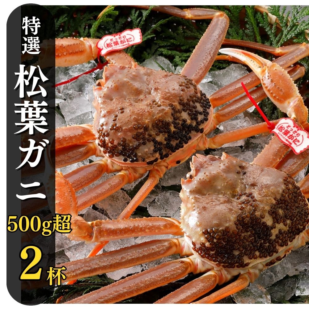 【ふるさと納税】特撰 松葉がに 【タグ付き】 500g超 2杯 活物（11月発送） N17_I お手頃サイズ 松葉ガニ カニ ズワイガニ カニ爪 冷蔵 かにしゃぶ カニ刺身