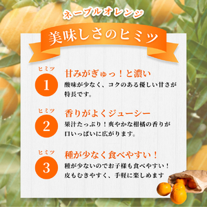 【訳あり】 森本農園の手選別ネーブルオレンジ 約6kg 和歌山県産 サイズ混合 【2026年1月上旬～2月中旬頃に順次発送】【RN19】【mrmt019】