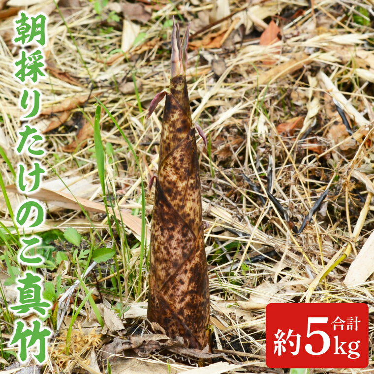 【ふるさと納税】＼旬な今だけ／【数量限定】朝採りたけのこ 真竹 約 5kg (AA038-1)