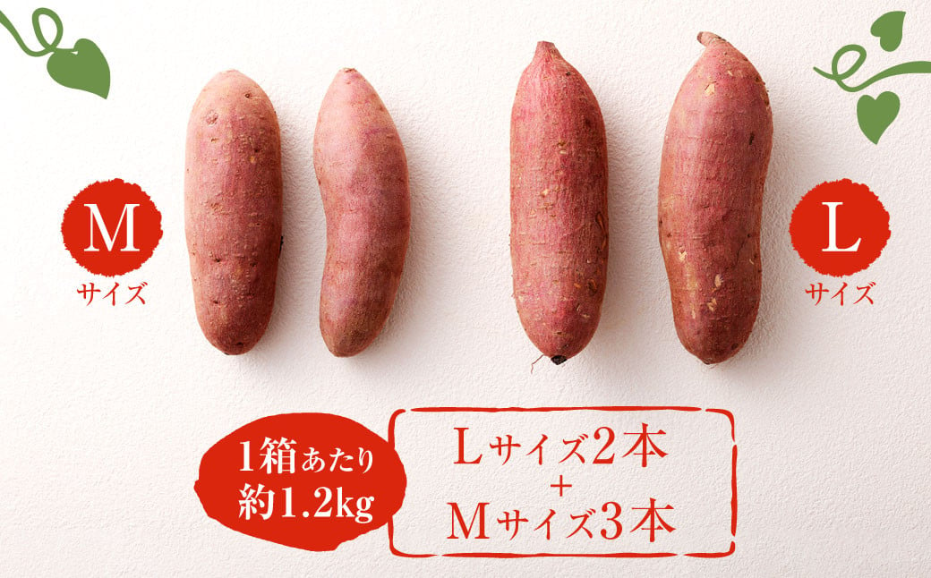 171-1134 【先行予約】 高糖度さつまいも 甘太くん 約1.2kg（Lサイズ2本・Mサイズ3本） サツマイモ 甘藷 かんしょ おやつ 焼き芋 【2024年11月下旬から2025年4月下旬発送予定