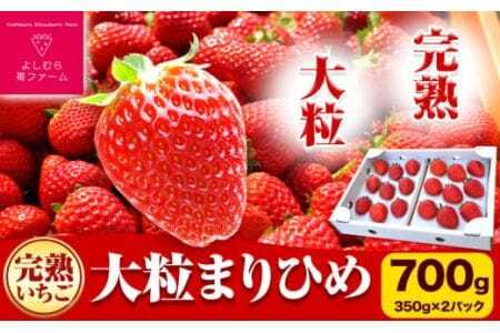 いちご 完熟いちご大粒まりひめ 約700g(約350g×２パック) よしむら苺ファーム 《1月中旬-4月中旬頃出荷》 和歌山県 岩出市 いちご 
