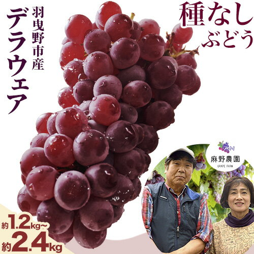 【ふるさと納税】【2025年先行予約】デラウェア (種なしぶどう) 2L サイズ 選べる内容量 約1.2kg 8房入り (4パック) 約2.4kg 16房入り (8パック) 麻野農園《2025年6月下旬-7月下旬頃出荷》大阪府 羽曳野市 ぶどう 果物 フルーツ 葡萄 マスカット