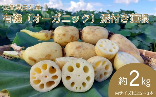 【期間限定】佐賀県白石産 有機（オーガニック）泥付き蓮根2㎏［A0050-0002］