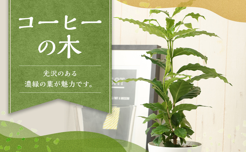 
            コーヒーの木 観葉植物 植物 プラント 園芸 ガーデニング インテリア お家時間 癒し インドアグリーン 熊本 益城町
          