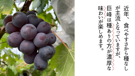【 先行予約 】 巨峰 約1.5kg（ 種あり ）( 茨城県共通返礼品 石岡市 ) ぶどう ブドウ フルーツ 果物 [DC007sa]