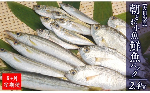 【6ヶ月定期便】大和海商の朝どれ鮮魚小魚パック 2.4kg N072-YE093