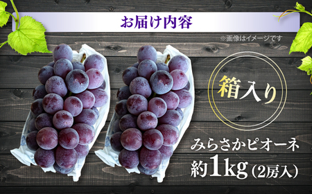 【先行予約】【8月下旬から9月上旬に順次発送】みらさかピオーネ（露地栽培）1kg 2房入 フルーツ ギフト ピオーネ ぶどう 果物 三次市/みらさかピオーネ直売所[APBE003]