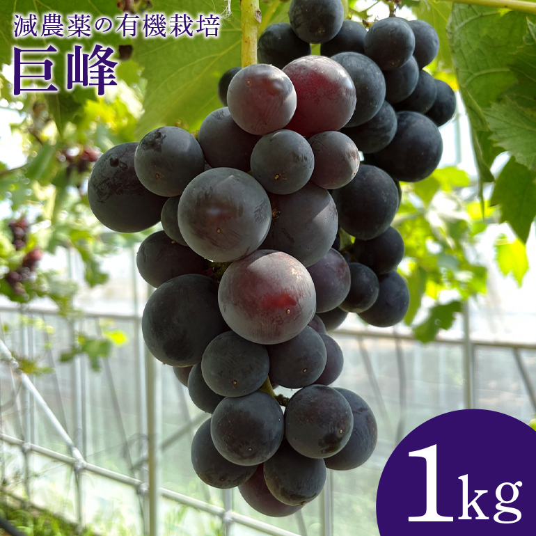【数量限定・期間限定】 巨峰 1kg 【8月20日～9月末発送予定】 70-E
