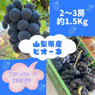 ふるさと納税 山梨市 【発送月固定定期便】旬のピオーネ+シャインマスカット2〜3房(約1.5kg)全2回 |  | 01