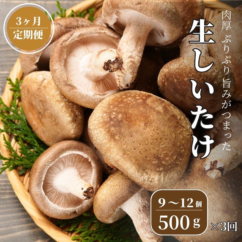 【ふるさと納税】【定期便】 生しいたけ 500g(肉厚椎茸9~12個)×3ヶ月お届け 計1.5kg 焼山しいたけ園の手のひらシイタケ 新鮮 ジャンボ 農園直送 おすすめ 新潟県 お取り寄せ グルメ 国産 椎茸 しいたけ 3月末までの限定品 大きめサイズ