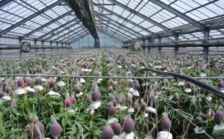 【2025年 発送】温泉完熟マンゴー約1kg2～3玉(トロピカルファームいぶすき/022-1765) マンゴー フルーツ 果物 旬 夏 指宿 いぶすき 鹿児島