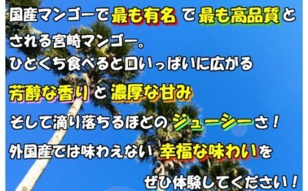 完熟!宮崎マンゴー(特秀 大玉4Lサイズ約600g 1玉)