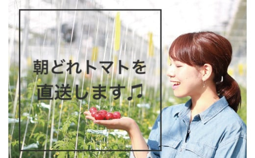 【5月発送】ドロップファームの美容トマトおまかせ1kg箱(４種ミックス)【とまと フルーツトマト 野菜ソムリエ 朝採れ アイコ イエローアイコ 小鈴 フルティカ 野菜 フレッシュ リコピン 大容量 茨