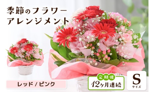 定期便 ≪12ヶ月連続お届け≫ 選べるカラー 季節のフラワーアレンジメント S (レッド・ピンク) 【お花 フラワー アレジメント 花束 ギフト 生花 プレゼント 花束 花 記念日 敬老の日 お祝い】 [J-20703_01]
