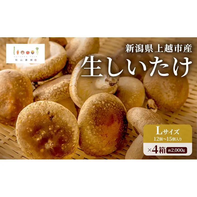 【先行予約】新潟県上越市産 肉厚 生しいたけ シイタケ 椎茸 Lサイズ 約500g （12個〜15個入り）×4箱 計約2kg 秋山農場グリーンプロジェクト