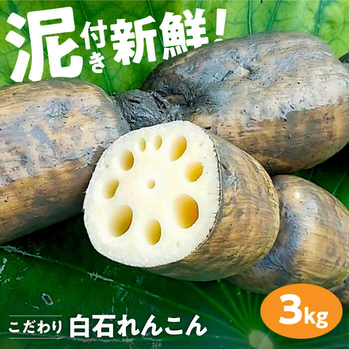 【ふるさと納税】 【R7年8月以降発送】【農家直送！】 れんこん（泥付き） 3kg 【れんこんの家やました】[IAW006]