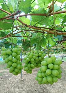 シャインマスカット 1房（600g以上）【2025年8月中旬以降出荷】【MG24】【S96113-mtgn086】