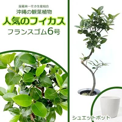 沖縄の観葉植物 フィカス フランスゴム6号 シュエット鉢ポット 観葉植物