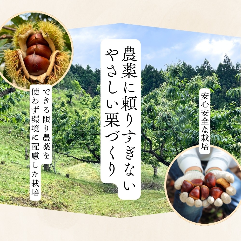 〈品評会受賞〉丹波栗 安心安全 レシピ付き クリ くり 栗ご飯 栗きんとん 兵庫県丹波篠山市