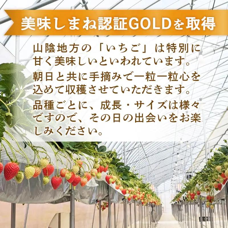 【先行予約】 章姫 2パック 【 約290g×2パック あきひめ イチゴ いちご 苺 ストロベリー 冷蔵 安来市産】【10-FA-08】