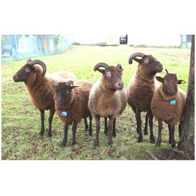 ふるさと納税 十和田市 幻の国産ラム 青森県十和田市産 マンクスロフタン 200g 【年間5頭限定】 仔羊 手切り 焼肉用 |  | 03