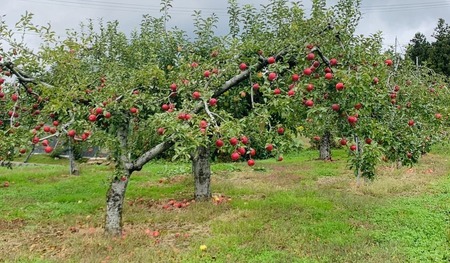 100％ストレートりんご果汁 180ml×10本セット 化粧箱入り 【 りんご リンゴ ジュース 飲料 ギフト 贈答品 】