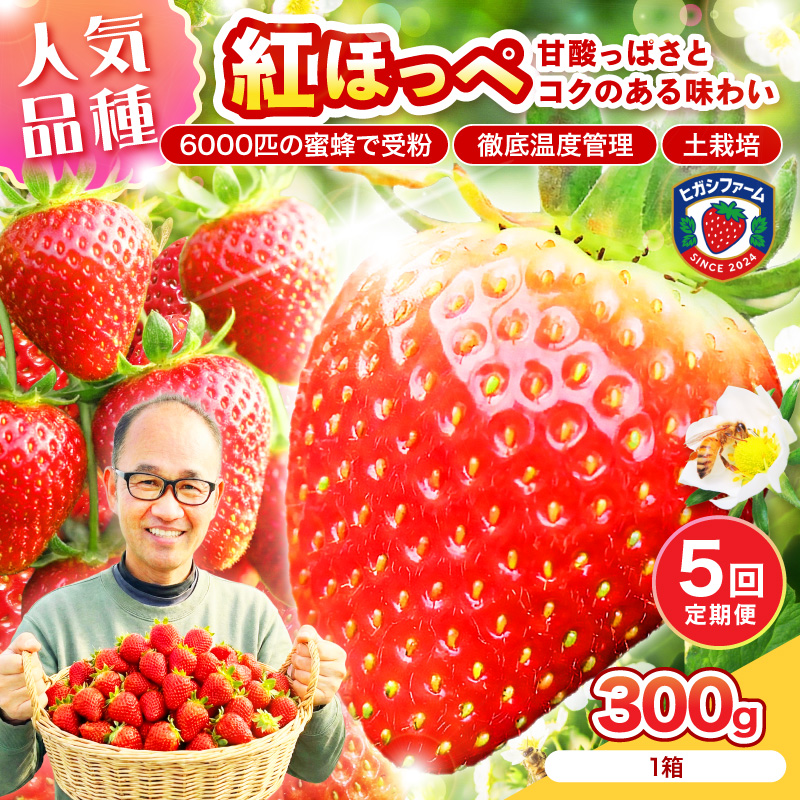 【2027年1月～5月発送予定】【いちご本来の甘酸っぱさを味わう】定番人気 紅ほっぺ 約300g（約300g×1パック×1箱）5ヶ月定期便 ※お届け不可地域あり【121C-009-2027】