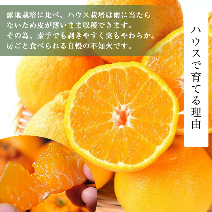 No.146 ＜先行予約受付中！2026年1月中旬～2月下旬までの間に発送＞《期間・数量限定》鹿児島県産！薩摩不知火(3kg) みかん 不知火 柑橘 フルーツ 果実 鹿児島 ギフト 贈答【黒川農園】