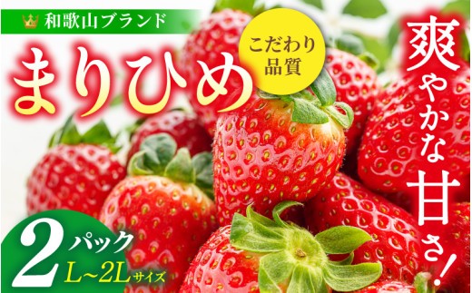 【先行予約】まりひめ いちご 12粒～15粒入り×2パック（500g）2027年1月中旬頃～2027年3月下旬頃に順次発送予定（お届け日指定不可） | いちご 苺 まりひめ 和歌山 フルーツ 果物 くだもの【kgr007B】