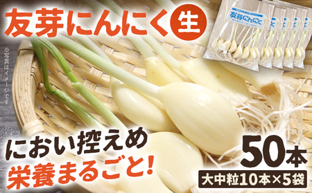友芽にんにく 予約受付 生 50本 にんにく ガーリック ニンニク 国産 スプラウト 発芽 おつまみ 料理 栄養豊富 丸ごと 臭い におい ニオイ 福岡県 福岡 九州 グルメ お取り寄せ メール便（ポスト投函） 【11月～3月発送予定】