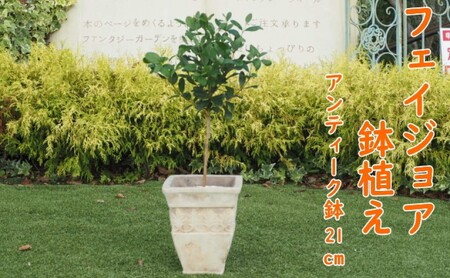 植物 フェイジョアの鉢植え 植物 インテリア ガーデニング