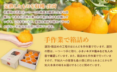 アルギット 不知火 約2.5kg 大玉 サイズ（8～9玉） 数量限定 先行予約 有田川町 山崎農園