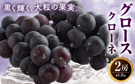 グロースクローネ 2房 約1.2kg 蕨野農園《9月上旬-10月上旬頃出荷》熊本県 山江村 果物 フルーツ ブドウ ぶどう