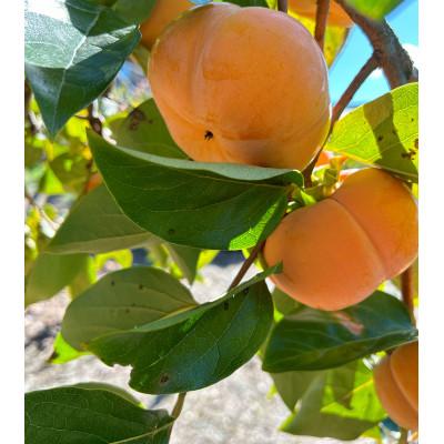 ふるさと納税 多気町 【令和8年先行予約】優しい農園　次郎柿　特選玉　5kg　20数玉目安　数量限定