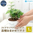 【ふるさと納税】観葉植物 ヘデラ 品種 おまかせ フレグランドラウンドポットXS植え（1鉢） インテリア リラクゼーション 室内栽培 プレゼント 送料無料 趣味 人気 オススメ 初心者 玄関 リビング 受皿付 セラミス 北海道冬季発送不可 株式会社チャーム