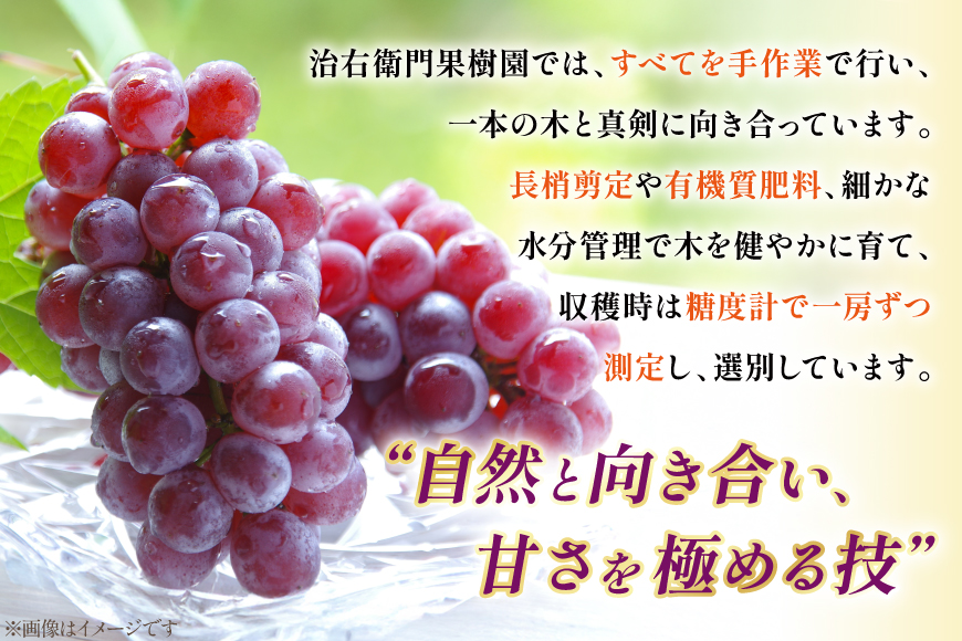 【期間限定発送】 ぶどう デラウェア 秀品 30〜36房 約6kg [治右衛門果樹園 山形県 高畠町 tk06ays830019] 種無し ブドウ 葡萄 くだもの 果物 フルーツ 産地直送 農家直送 